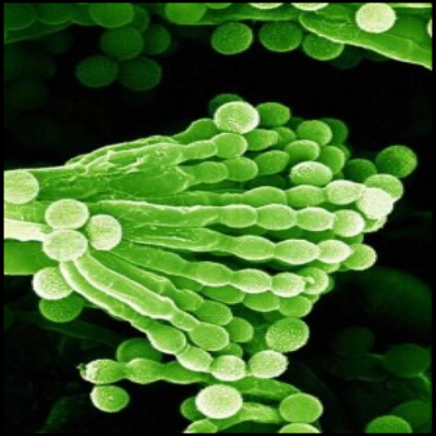 Caratterizzazione microbica dei cuoi e dei difetti causati da microrganismi